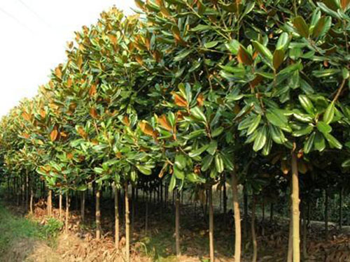 干貨：老經(jīng)驗！喬木移栽保證成活的12大方法！