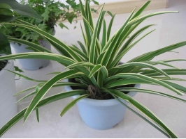 關(guān)于金邊吊蘭，你不能不知道的5個養(yǎng)護小技巧~