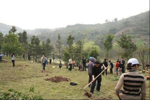 栽樹五大誤區(qū)，您中招了嗎？