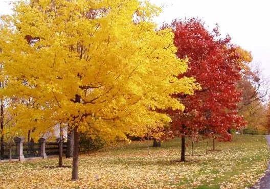 彩葉樹如何配置才能真正體現園林綠化之“美”？