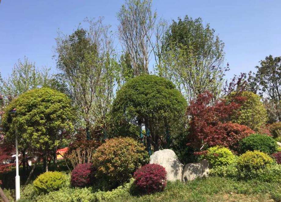 春季氣溫開始回升，襄陽園林綠化公司做好這些養(yǎng)護(hù)舉措，苗木來年存活好，長枝快
