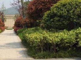 園林設(shè)計(jì)的原則一般有什么呢？