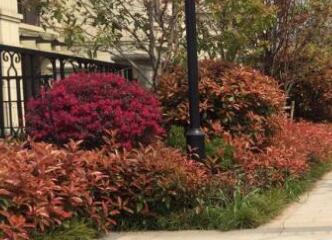 在園林設(shè)計(jì)布局中，色彩因素要注意什么？