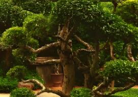 園林植物的形狀通?？煞譃閹追N呢？