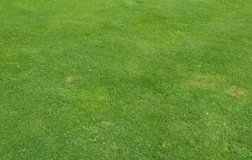 冬季草坪養護：保綠防枯，控水肥防結冰